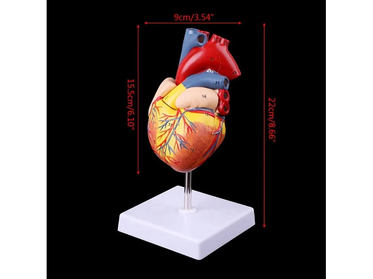 Modelo Anatómico Estructura Corazón Humano desarmable 2 partes 2
