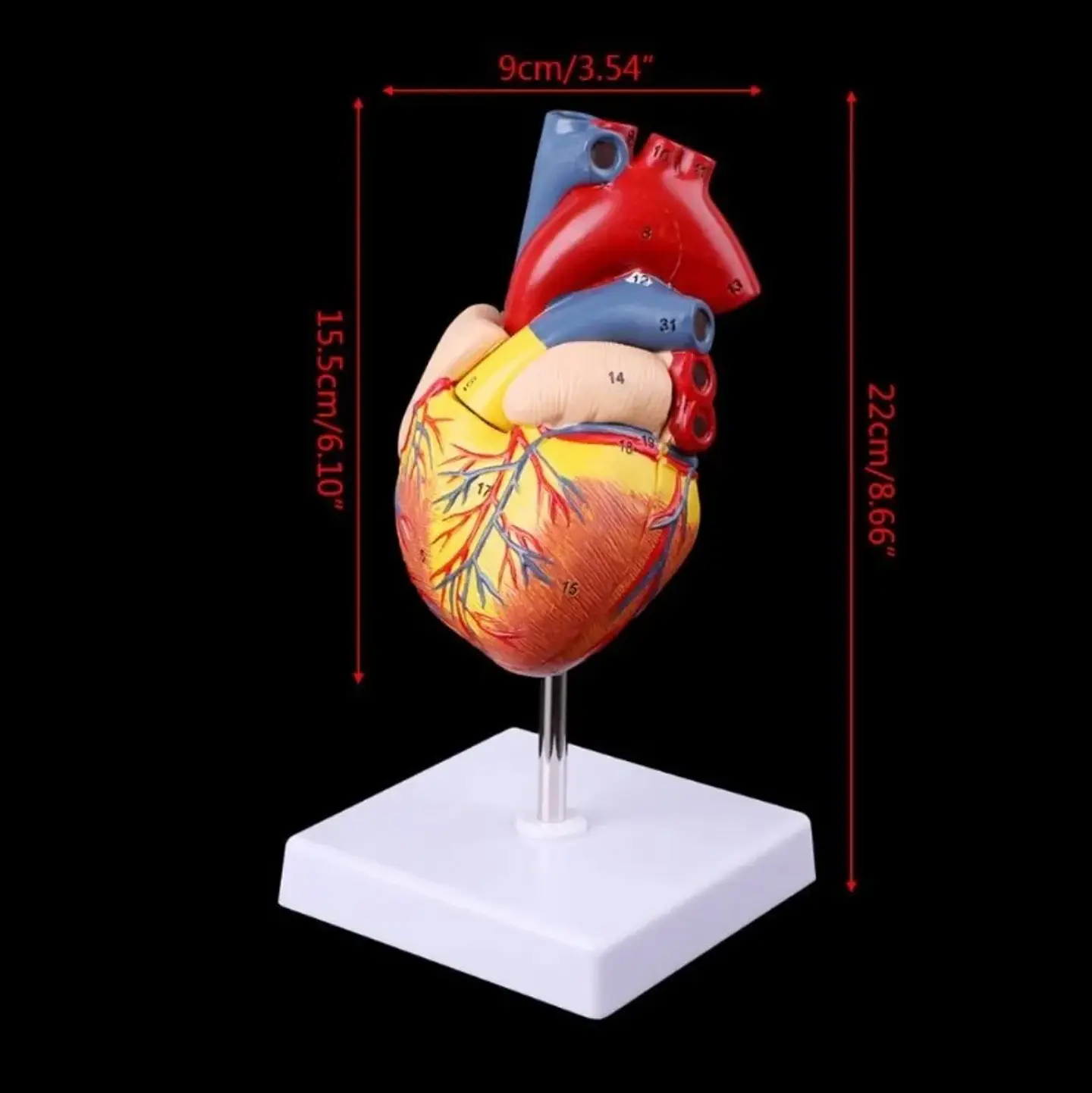 Modelo Anatómico Estructura Corazón Humano desarmable 2 partes 2