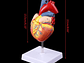 Modelo Anatómico Estructura Corazón Humano desarmable 2 partes - Miniatura 2