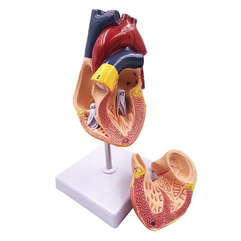 Modelo Anatómico Estructura Corazón Humano desarmable 2 partes