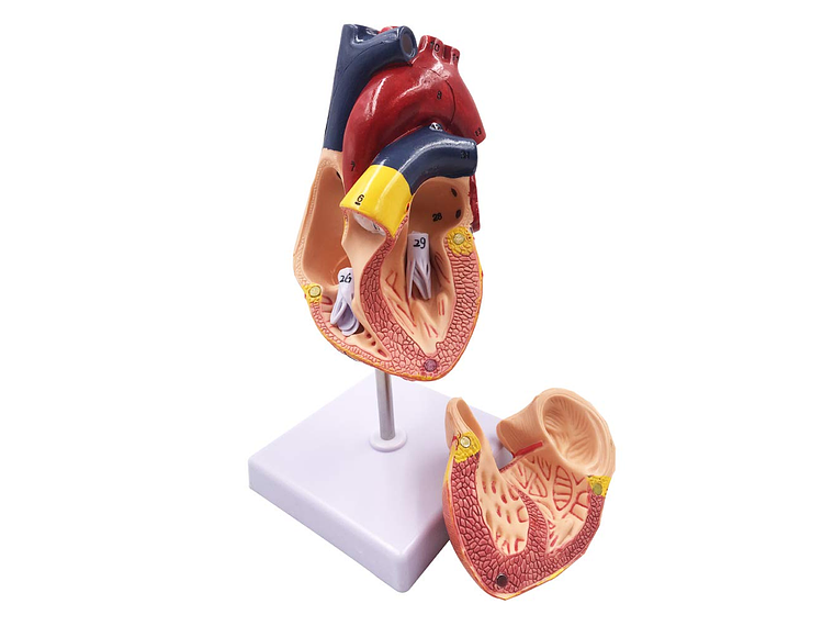 Modelo Anatómico Estructura Corazón Humano desarmable 2 partes 1