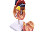 Modelo Anatómico Estructura Corazón Humano desarmable 2 partes - Miniatura 1