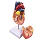Modelo Anatómico Estructura Corazón Humano desarmable 2 partes - Miniatura 1