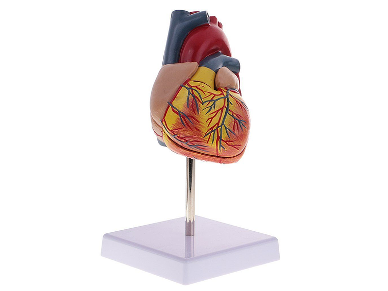 Modelo Anatómico Estructura Corazón Humano desarmable 2 partes 3