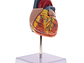 Modelo Anatómico Estructura Corazón Humano desarmable 2 partes - Miniatura 3