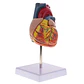 Modelo Anatómico Estructura Corazón Humano desarmable 2 partes - Miniatura 3