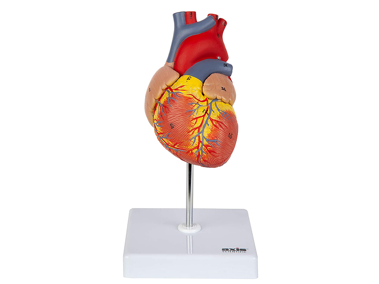 Modelo Anatómico Estructura Corazón Humano desarmable 2 partes 4