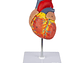 Modelo Anatómico Estructura Corazón Humano desarmable 2 partes - Miniatura 4