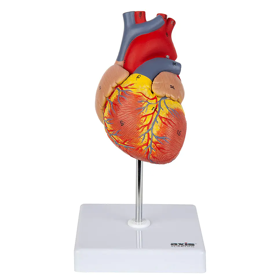 Modelo Anatómico Estructura Corazón Humano desarmable 2 partes 4