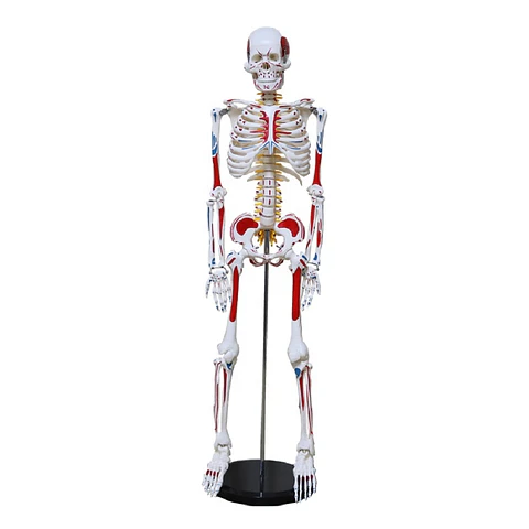 Modelo Anatómico Esqueleto 85cm altura con Inserciones Músculos Nervios