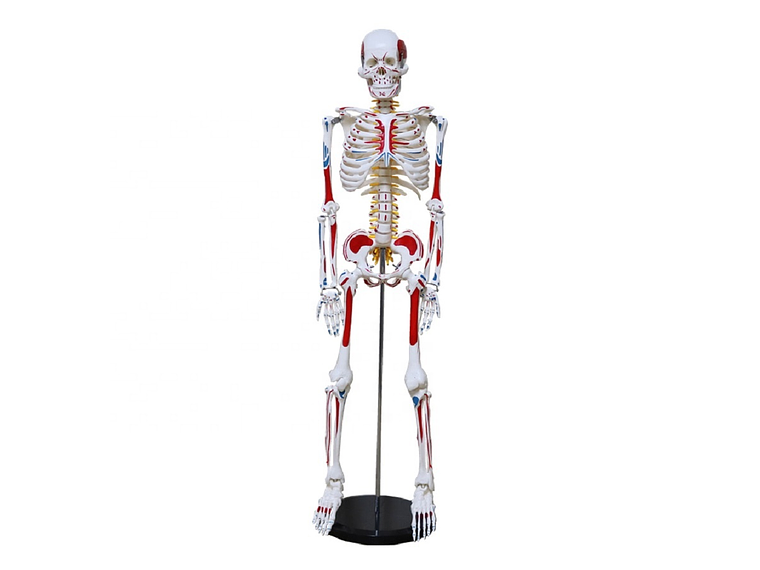 Modelo Anatómico Esqueleto 85cm altura con Inserciones Músculos Nervios 1