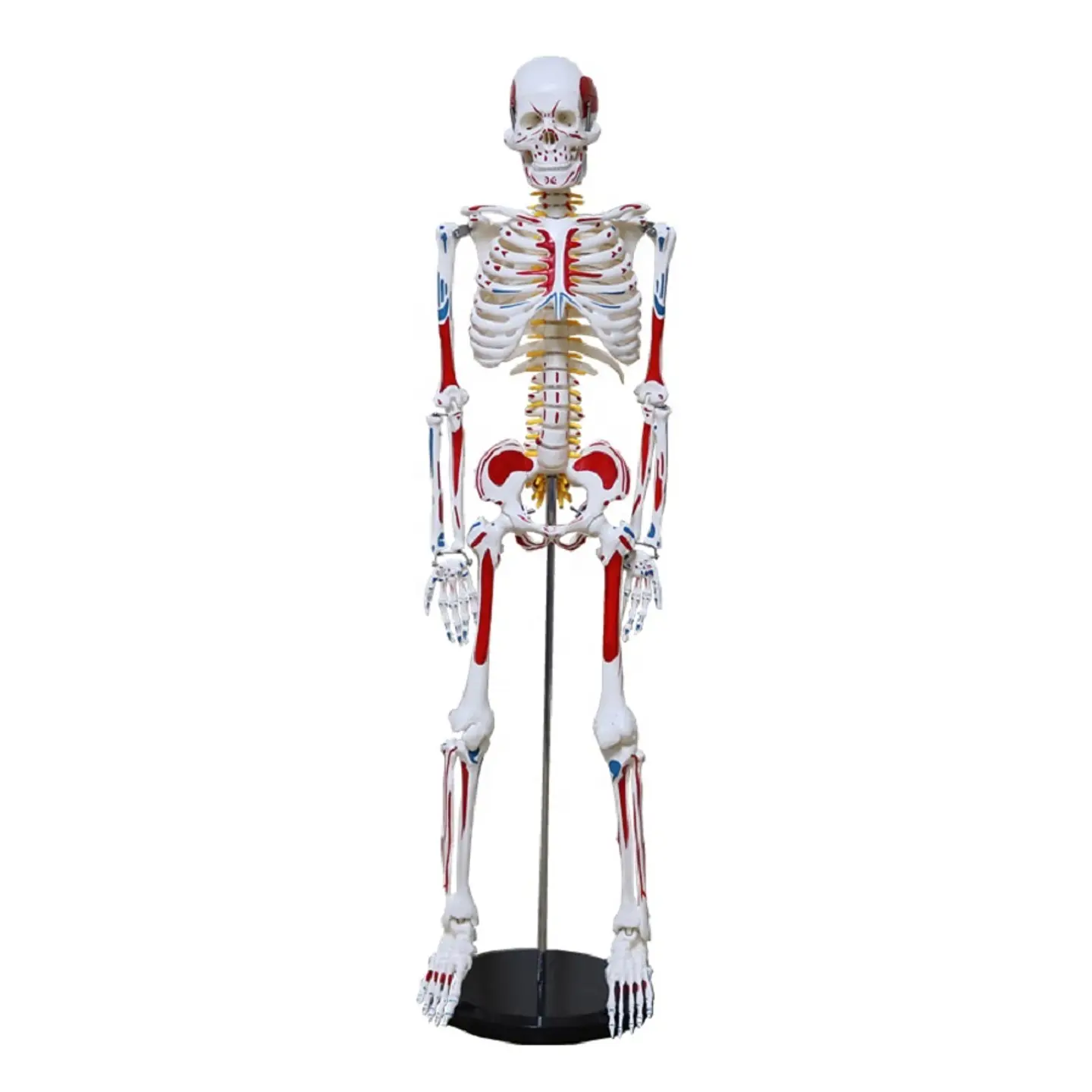 Modelo Anatómico Esqueleto 85cm altura con Inserciones Músculos Nervios 1