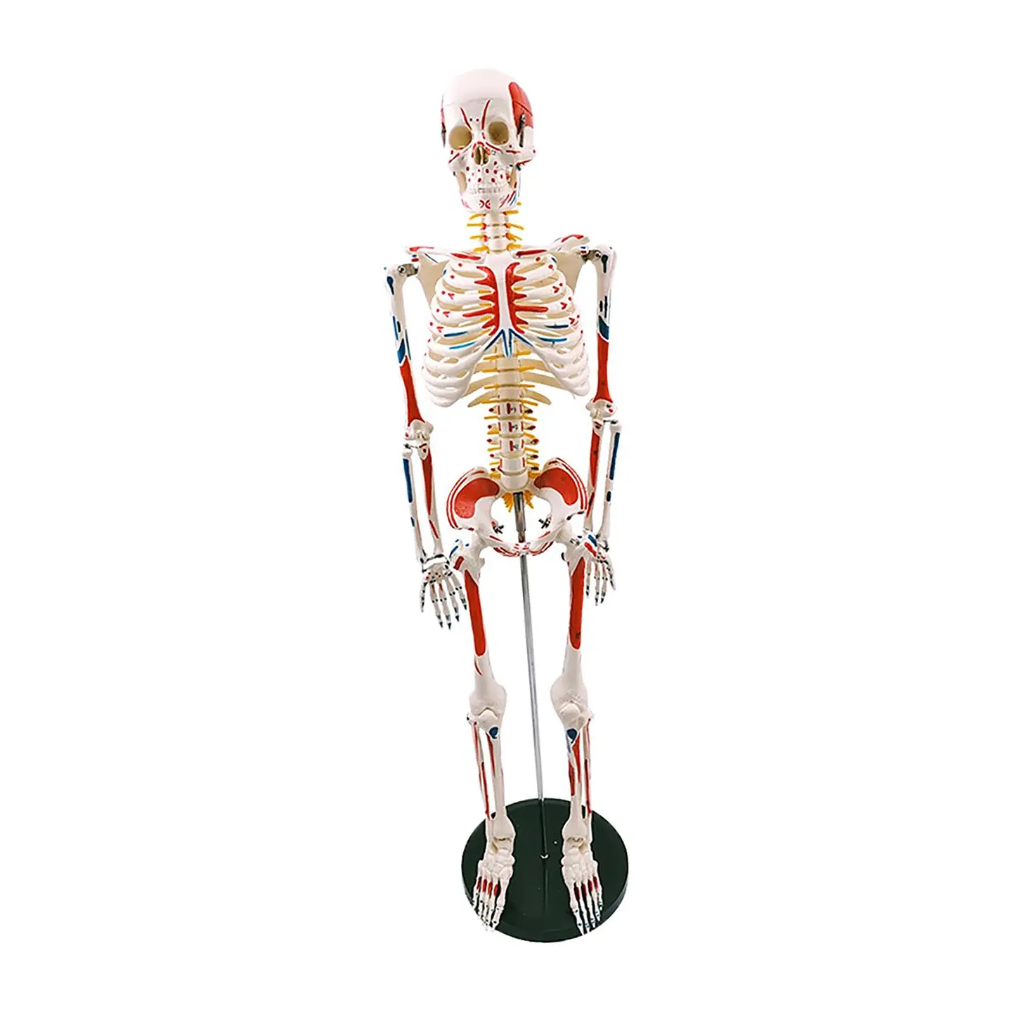 Modelo Anatómico Esqueleto 85cm altura con Inserciones Músculos Nervios 2