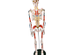 Modelo Anatómico Esqueleto 85cm altura con Inserciones Músculos Nervios - Miniatura 2
