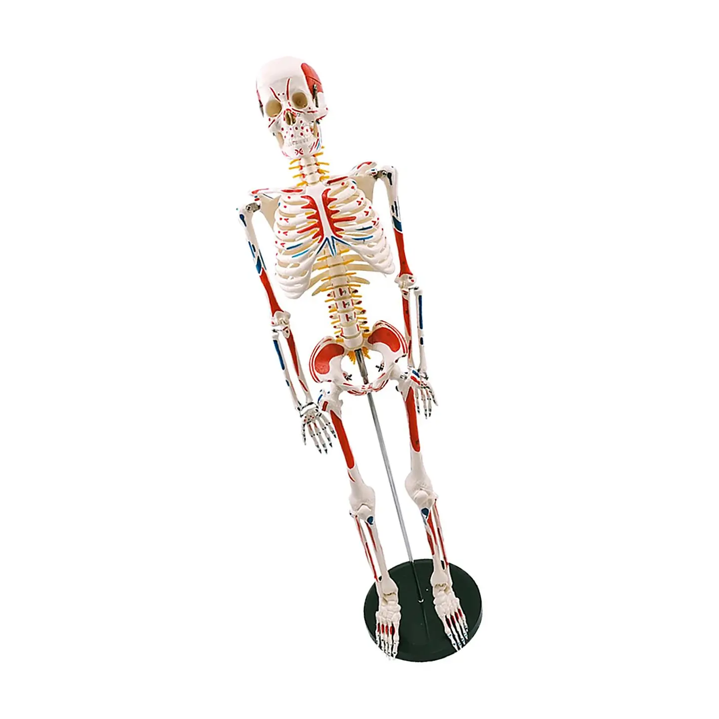 Modelo Anatómico Esqueleto 85cm altura con Inserciones Músculos Nervios 3