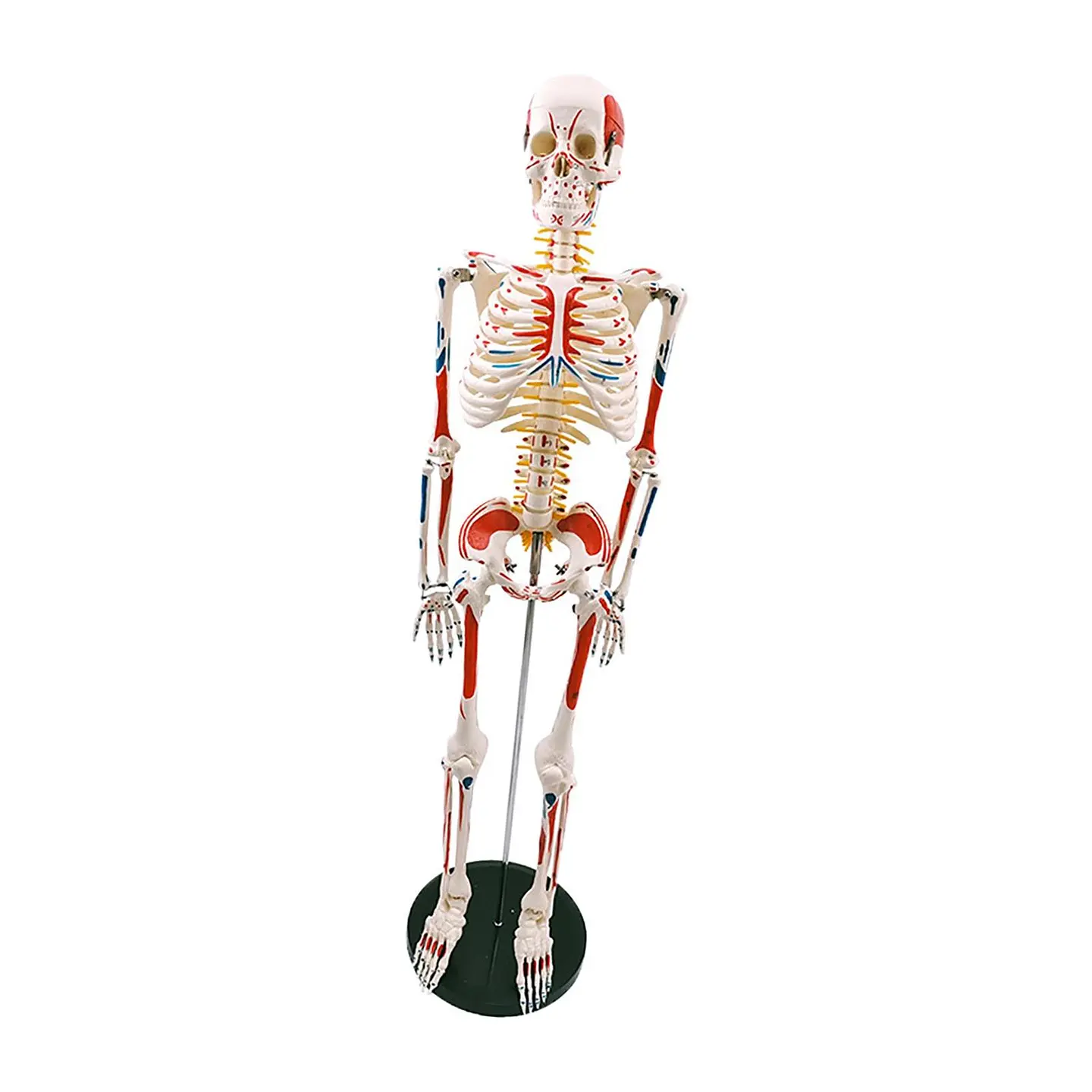 Modelo Anatómico Esqueleto 85cm altura con Inserciones Músculos Nervios 4