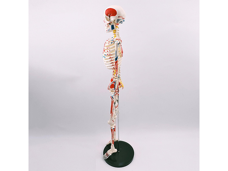 Modelo Anatómico Esqueleto 85cm altura con Inserciones Músculos Nervios 5
