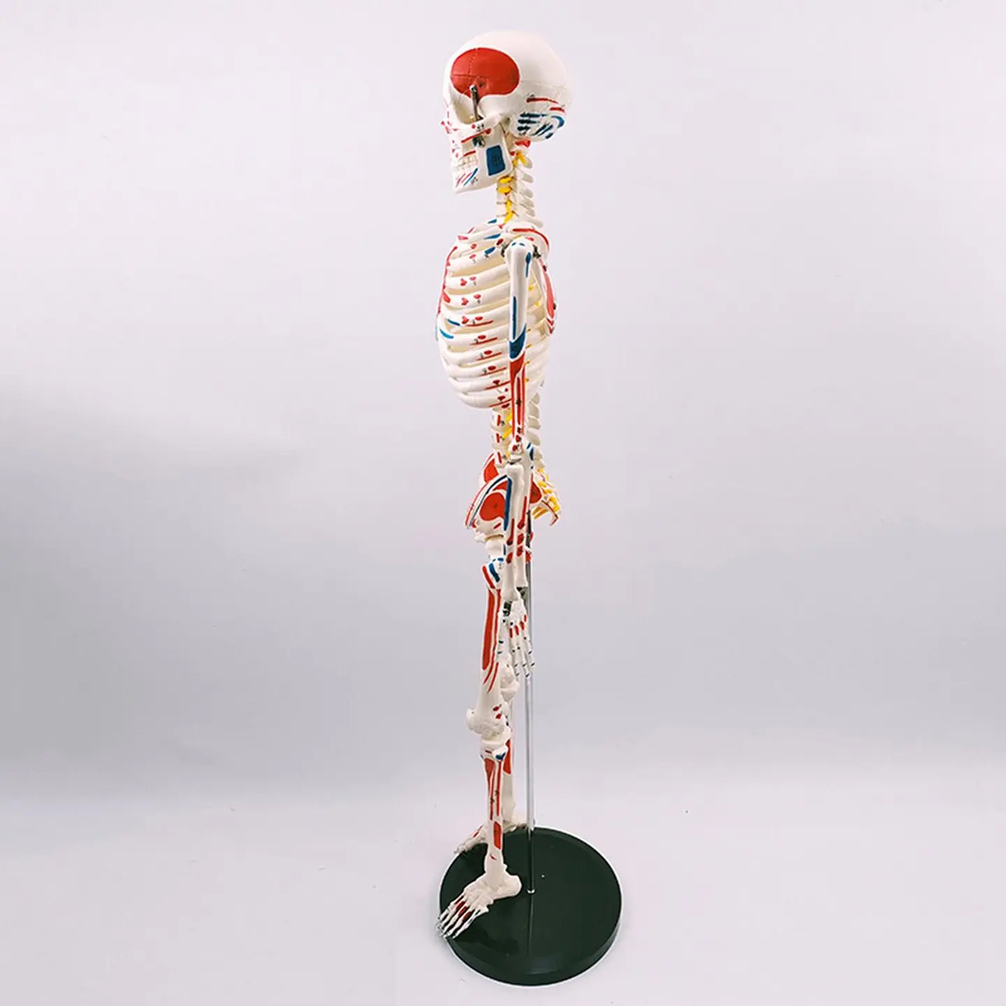 Modelo Anatómico Esqueleto 85cm altura con Inserciones Músculos Nervios 5