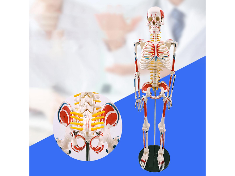 Modelo Anatómico Esqueleto 85cm altura con Inserciones Músculos Nervios 6