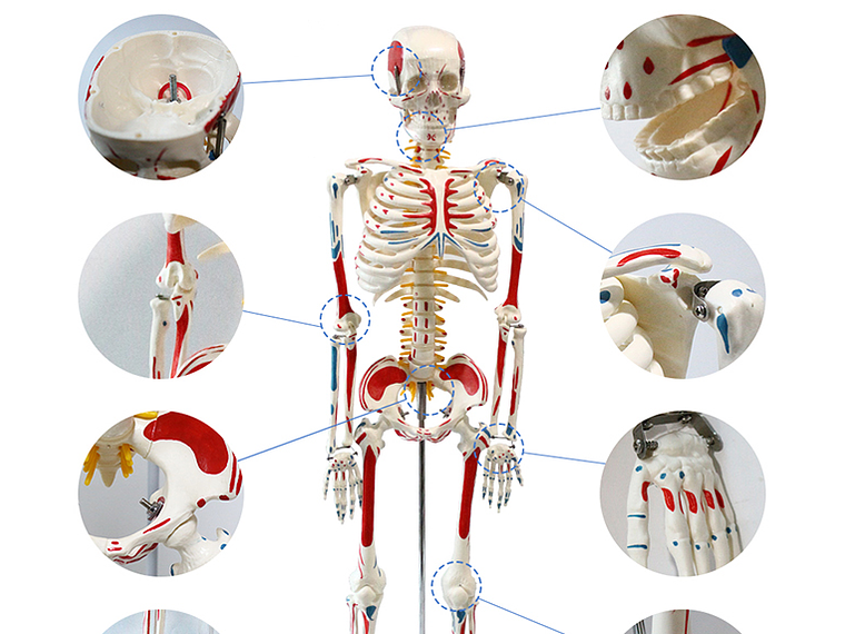 Modelo Anatómico Esqueleto 85cm altura con Inserciones Músculos Nervios 7