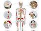 Modelo Anatómico Esqueleto 85cm altura con Inserciones Músculos Nervios - Miniatura 7