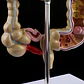 Maqueta Modelo Anatómico Colon Recto Patologías Más Comunes - Miniatura 5