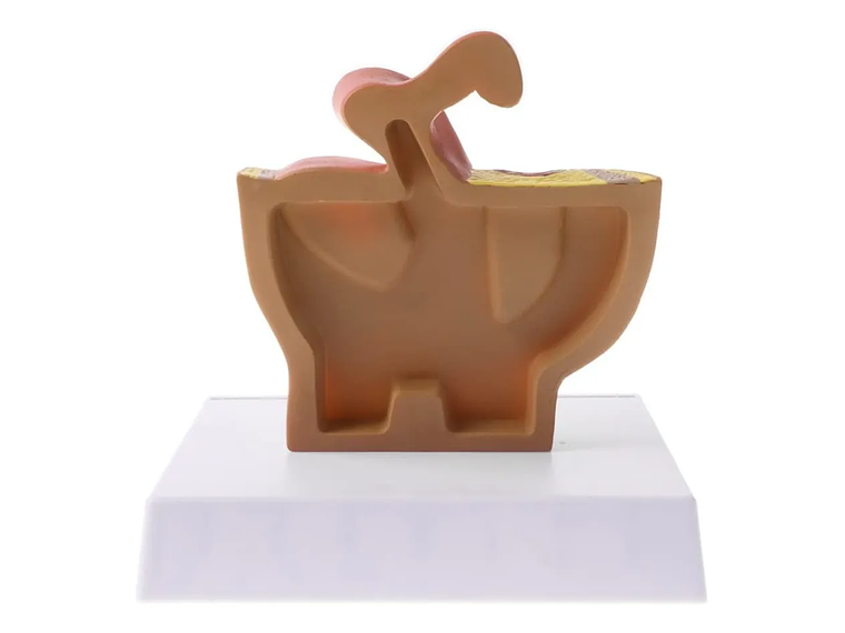 Modelo Anatómico Genitourinario Femenino Corte Sagital 2