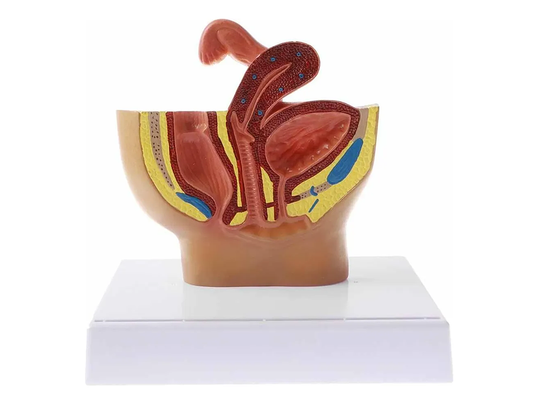 Modelo Anatómico Genitourinario Femenino Corte Sagital 3