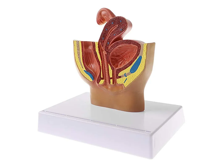 Modelo Anatómico Genitourinario Femenino Corte Sagital 1