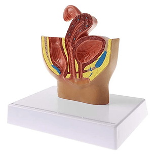 Modelo Anatómico Genitourinario Femenino Corte Sagital