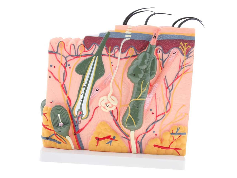 Modelo Anatómico Estructura Piel Y Pelo Humano 35x 2