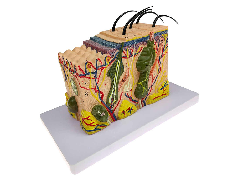 Modelo Anatómico Estructura Piel Y Pelo Humano 35x 1