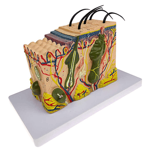 Modelo Anatómico Estructura Piel Y Pelo Humano 35x