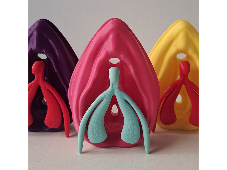 Modelo Anatómico Kit Educativo Vulva + Clítoris desmontable 3