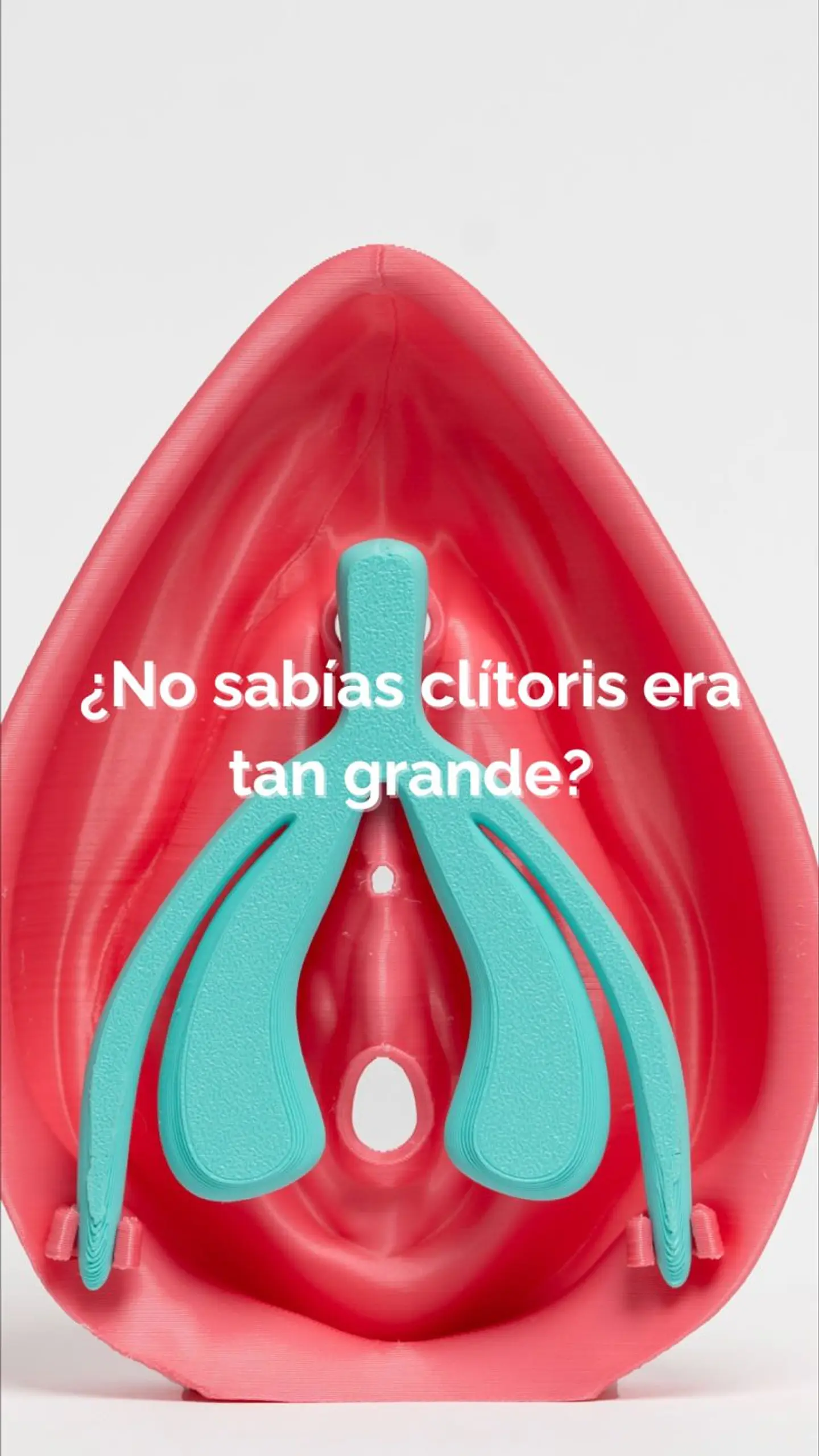 Modelo Anatómico Kit Educativo Vulva + Clítoris desmontable 4