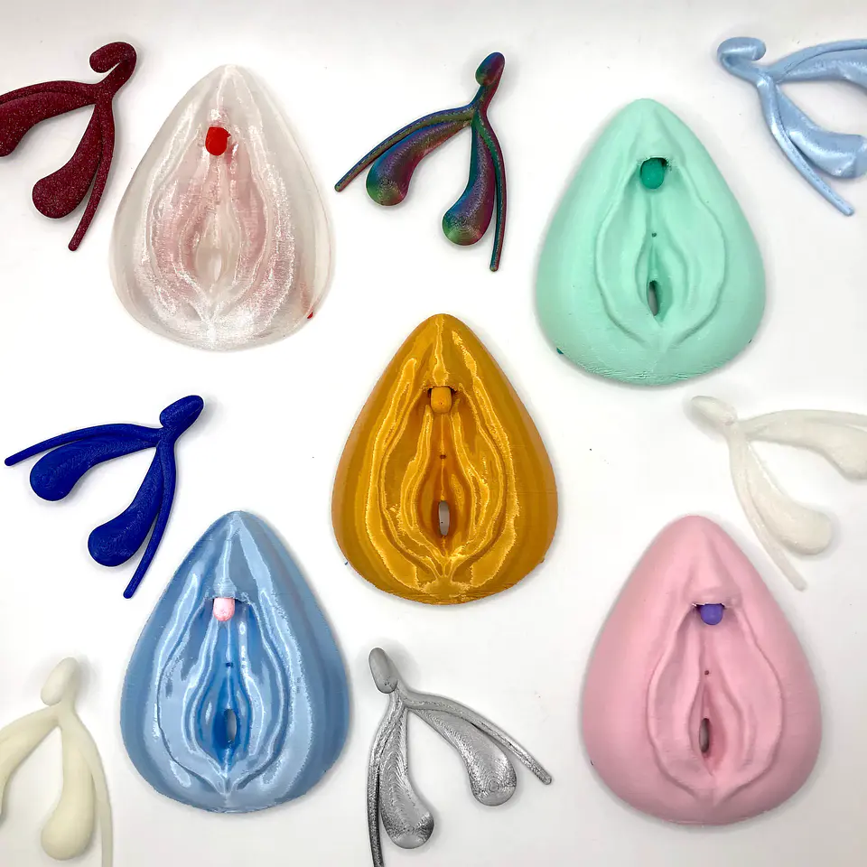 Modelo Anatómico Kit Educativo Vulva + Clítoris desmontable 5