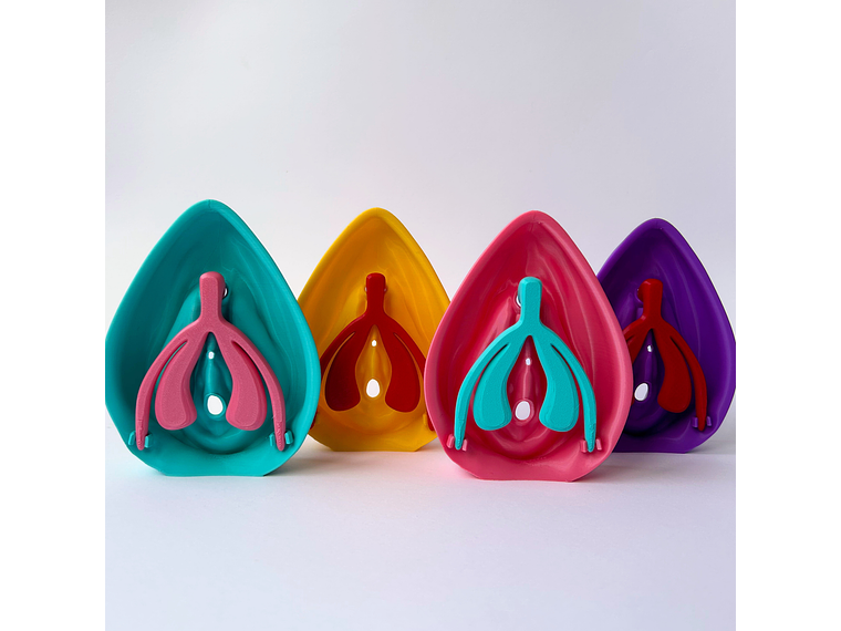 Modelo Anatómico Kit Educativo Vulva + Clítoris desmontable 2