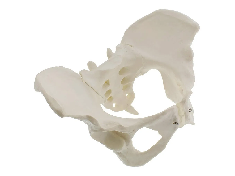 Modelo Anatómico Pelvis ósea Femenina 1:1 1