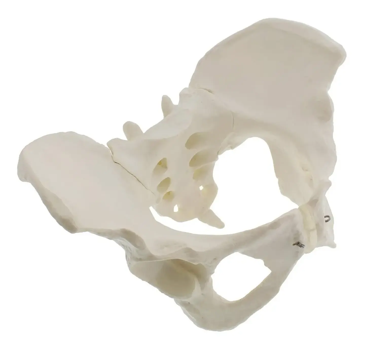 Modelo Anatómico Pelvis ósea Femenina 1:1 1