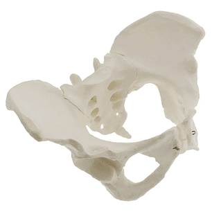 Modelo Anatómico Pelvis ósea Femenina 1:1