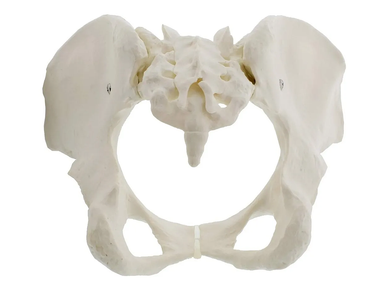 Modelo Anatómico Pelvis ósea Femenina 1:1 2