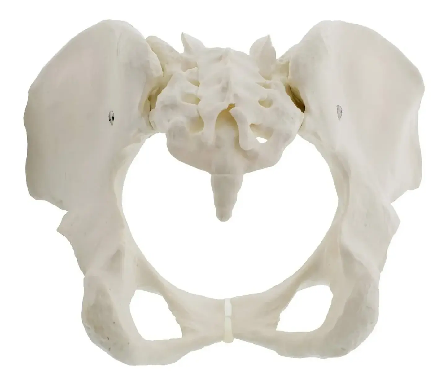 Modelo Anatómico Pelvis ósea Femenina 1:1 2