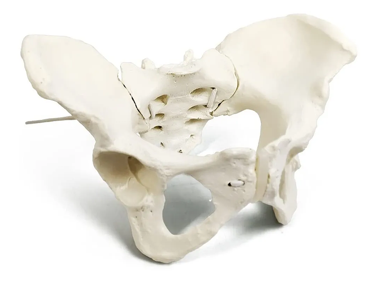 Modelo Anatómico Pelvis ósea Femenina 1:1 3