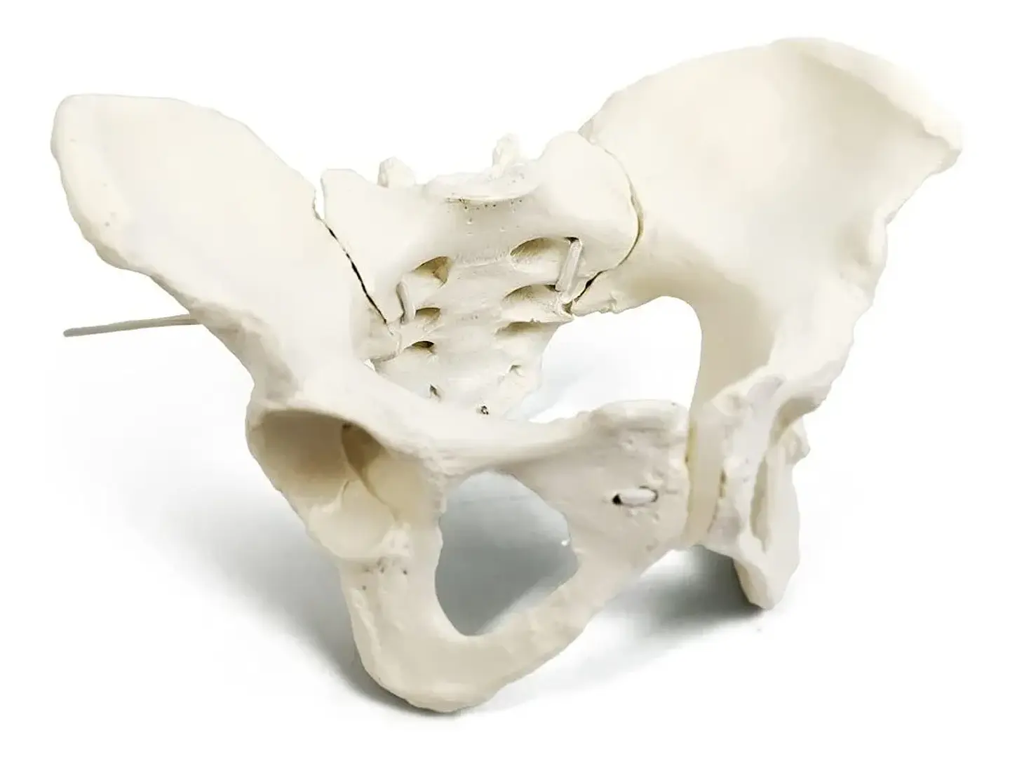 Modelo Anatómico Pelvis ósea Femenina 1:1 3