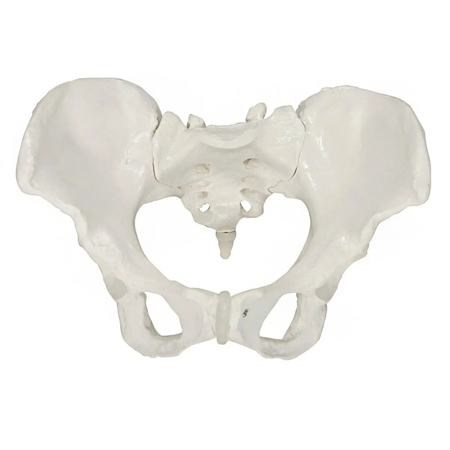 Modelo Anatómico Pelvis ósea Femenina 1:1 4