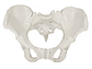 Modelo Anatómico Pelvis ósea Femenina 1:1 - Miniatura 4