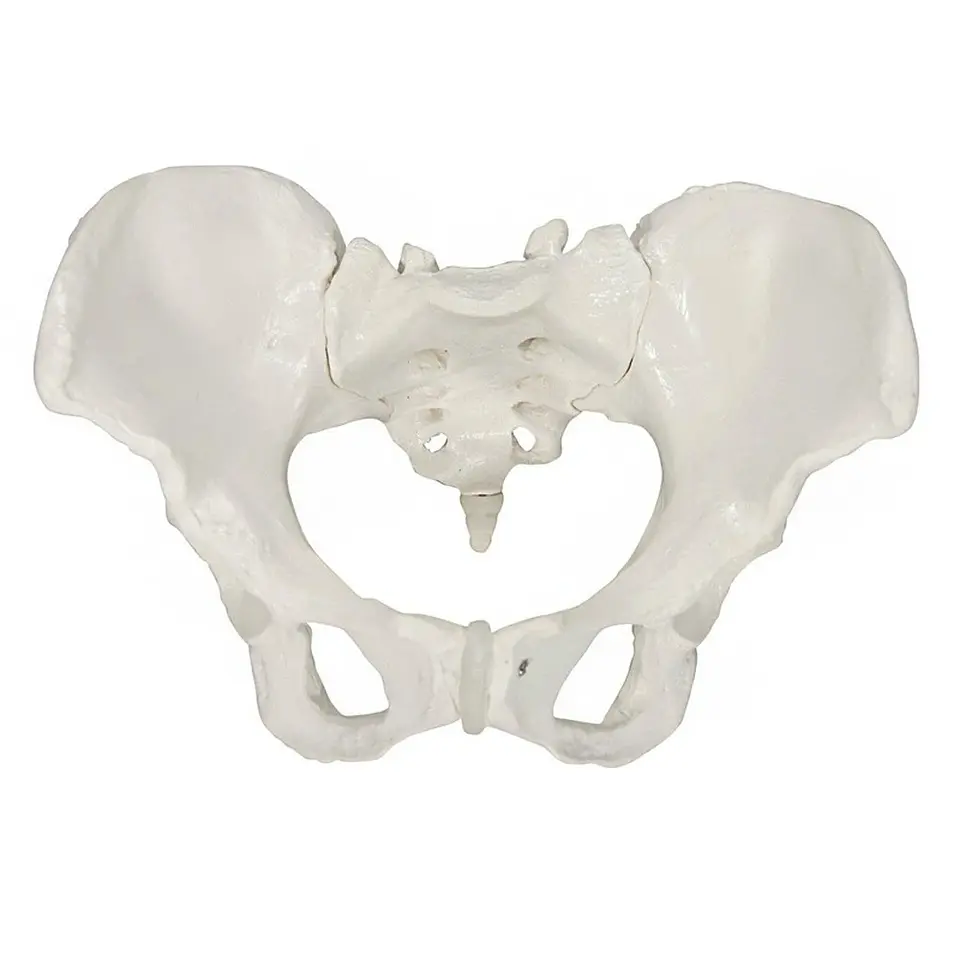Modelo Anatómico Pelvis ósea Femenina 1:1 4
