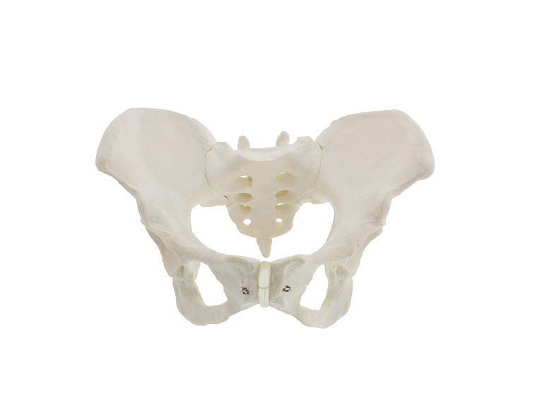 Modelo Anatómico Pelvis ósea Femenina 1:1 5