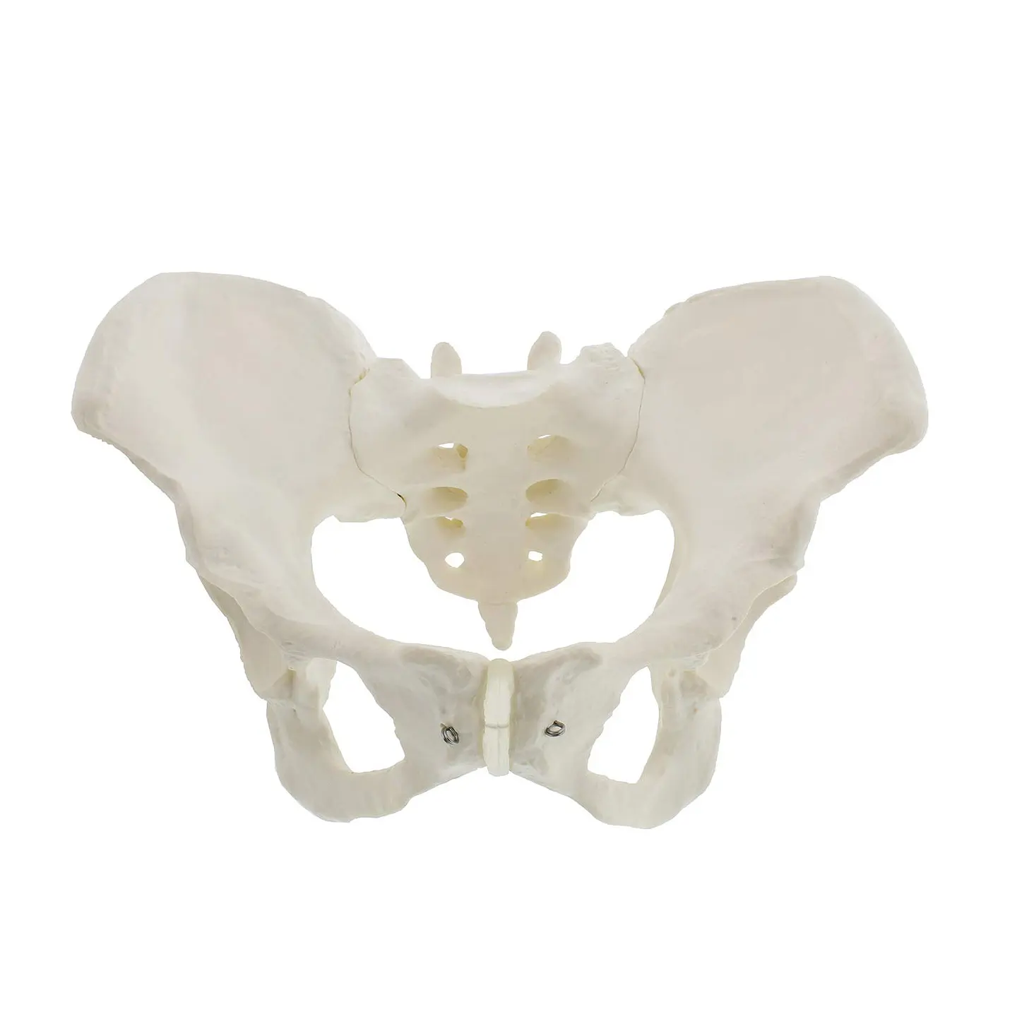 Modelo Anatómico Pelvis ósea Femenina 1:1 5