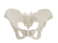 Modelo Anatómico Pelvis ósea Femenina 1:1 - Miniatura 5